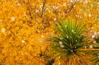 USA, New Mexico. Falling snow and autumn leaves on tree and yucca. Art Print